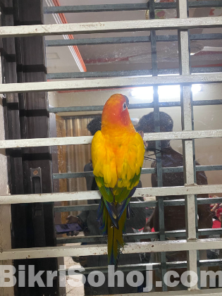 Sun conure red facktor